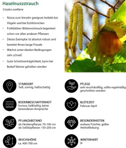 Dehner Natura Premium Haselnussstrauch Grün Clearance