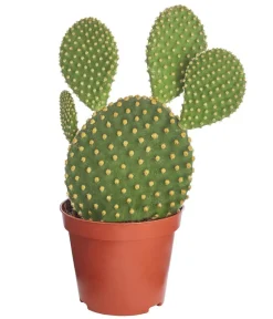 Dehner Hasenohr-Kaktus - Opuntia microdasys, verschiedene Sorten Grün