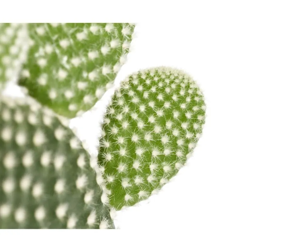 Dehner Hasenohr-Kaktus - Opuntia microdasys, verschiedene Sorten Grün