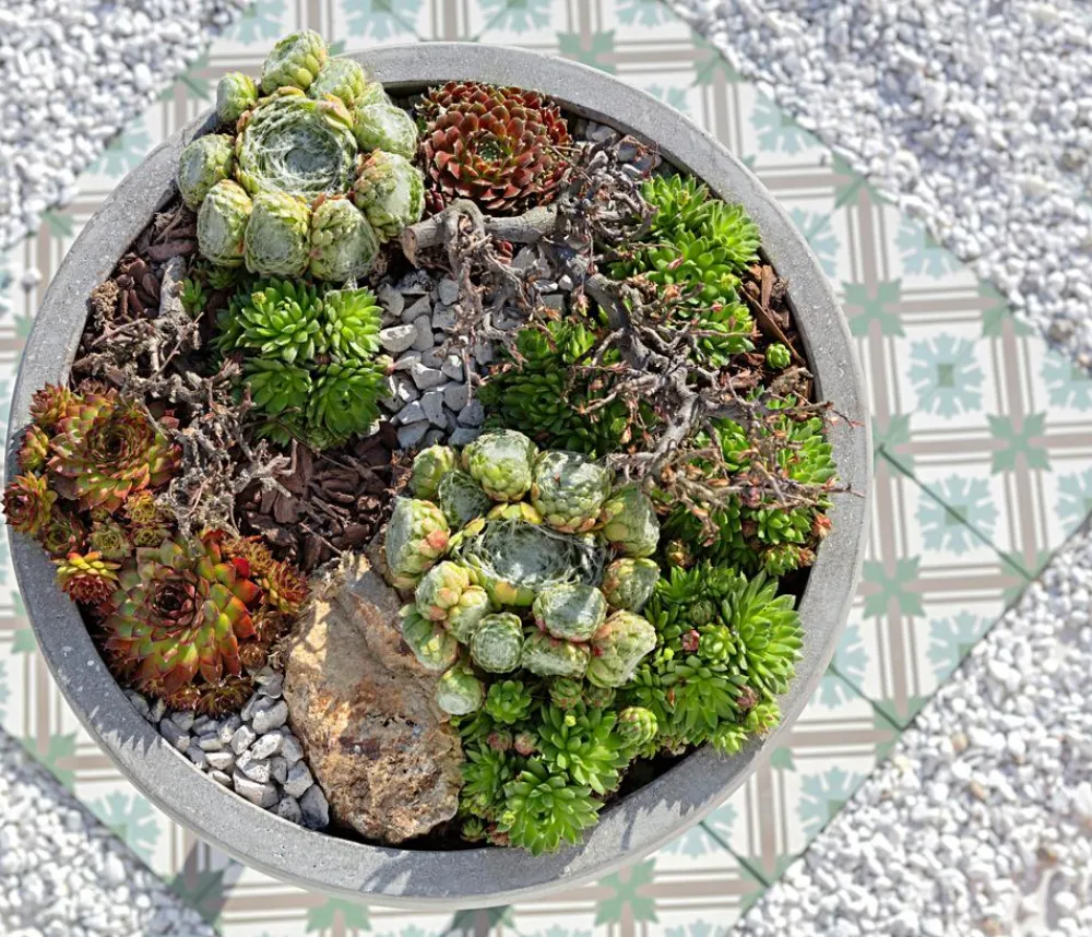 Dehner Grabschmuck & Grabgestaltung|Bodendecker & Efeu > Hauswurz, verschiedene Sorten