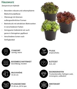 Dehner Hauswurz, verschiedene Sorten