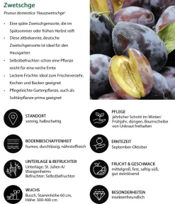 Dehner Obstbäume|Zwetschgen- & Pflaumenbäume > Hauszwetschge
