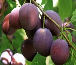 Dehner Obstbäume|Zwetschgen- & Pflaumenbäume > Hauszwetschge