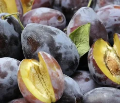 Dehner Obstbäume|Zwetschgen- & Pflaumenbäume - Hauszwetschge Lila