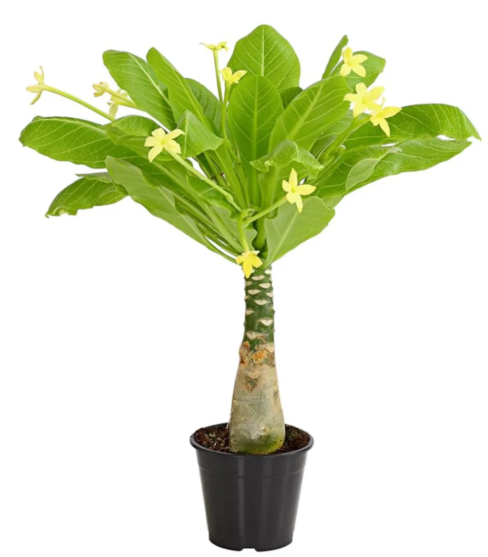 Dehner Sukkulenten|Zimmerpalmen > Hawaiipalme - Brighamia insignis