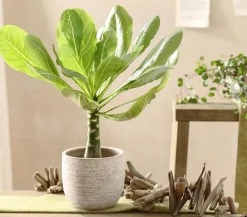 Dehner Sukkulenten|Zimmerpalmen > Hawaiipalme - Brighamia insignis
