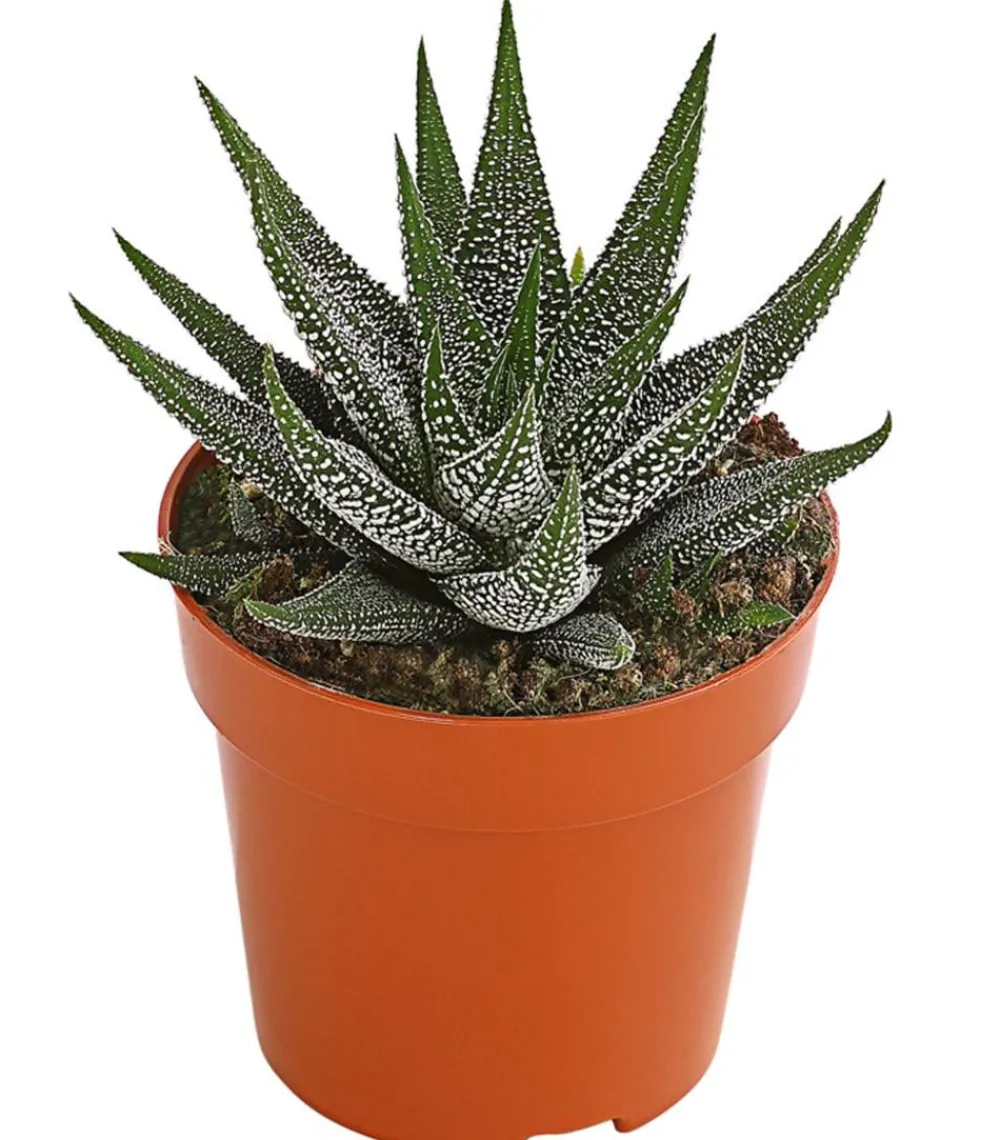 Dehner Haworthie - Haworthia concolor Grün Hot