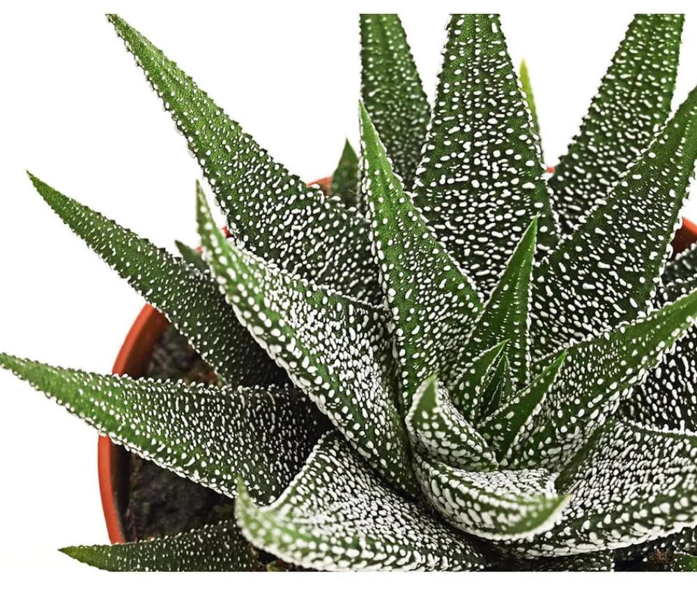 Dehner Haworthie - Haworthia concolor Grün Hot