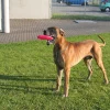 HEALTHY® Hundespielzeug - Healthy Hundespielzeug Fly, ca. Ø22 cm