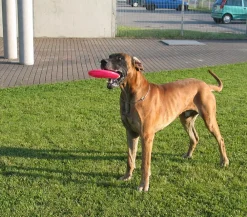 HEALTHY® Hundespielzeug - Healthy Hundespielzeug Fly, ca. Ø22 cm