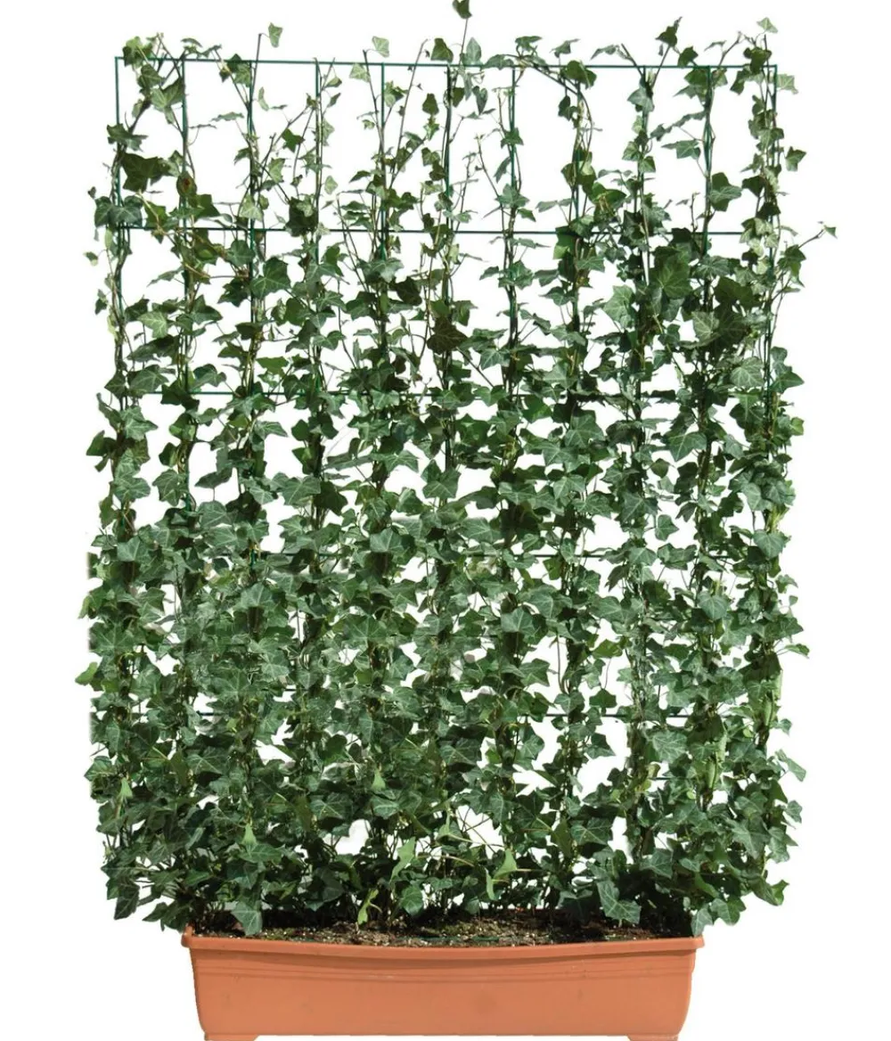 Hecke am laufenden Meter ® Balkonhecke - Efeu, ca. 130 cm Dunkelgrün Sale