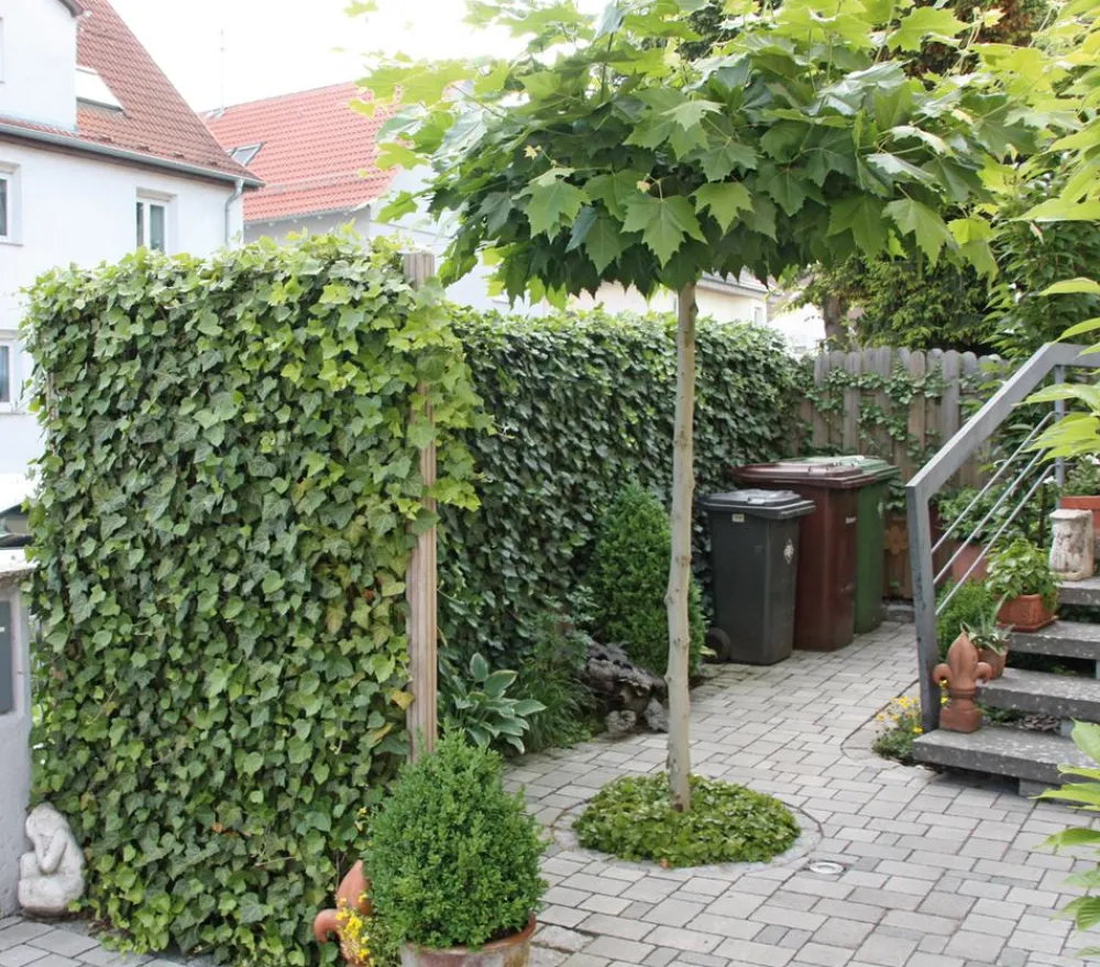 Hecke am laufenden Meter ® Balkonhecke - Efeu, ca. 130 cm Dunkelgrün Sale