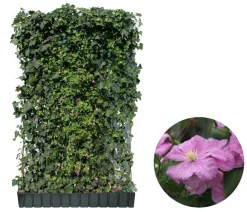 Hecke am laufenden Meter Fertighecken|Heckenpflanzen - ® Color - Efeu mit Clematis, ca. 180 cm Rosa