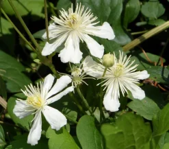 Hecke am laufenden Meter Fertighecken|Heckenpflanzen > ® Color - Efeu mit Clematis, ca. 180 cm