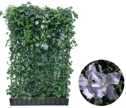 Hecke am laufenden Meter ® Color - Efeu mit Clematis, ca. 180 cm Lavendel Hot