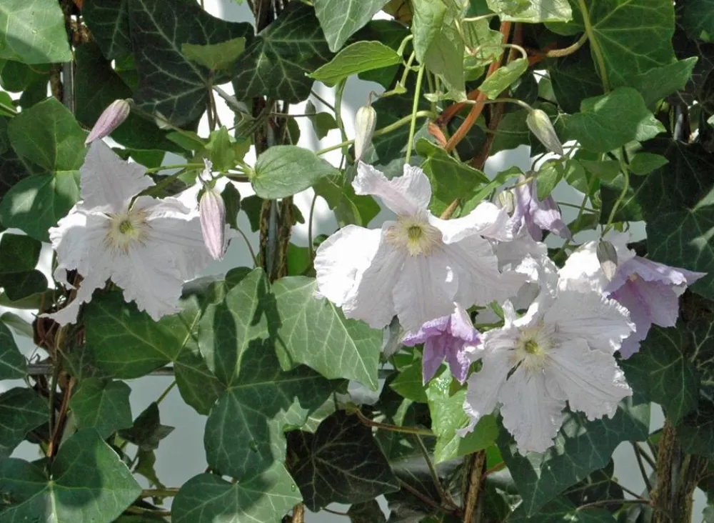 Hecke am laufenden Meter ® Color - Efeu mit Clematis, ca. 180 cm Lavendel Hot