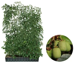 Hecke am laufenden Meter Fertighecken|Heckenpflanzen > ® Genuss - Traubenkiwi, ca. 180 cm