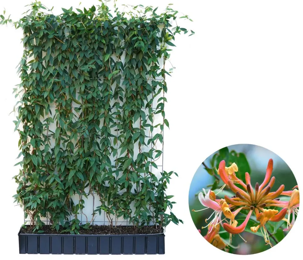 Hecke am laufenden Meter ® Immergrünes Geißblatt, ca. 160-180 cm Apricot Best