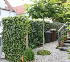 Hecke am laufenden Meter ® 'Woerneri' - Efeu, ca. 100 cm Dunkelgrün Hot