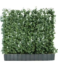 Hecke am laufenden Meter ® 'Woerneri' - Efeu, ca. 100 cm Dunkelgrün Hot