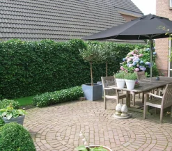 Hecke am laufenden Meter Fertighecken|Heckenpflanzen - ® 'Woerneri' - Efeu, ca. 180 cm Dunkelgrün