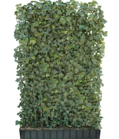 Hecke am laufenden Meter Fertighecken|Heckenpflanzen - ® 'Woerneri' - Efeu, ca. 180 cm Dunkelgrün