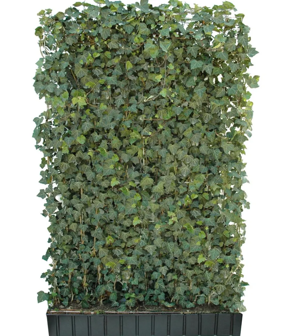 Hecke am laufenden Meter Fertighecken|Heckenpflanzen - ® 'Woerneri' - Efeu, ca. 180 cm Dunkelgrün