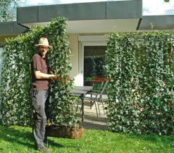 Hecke am laufenden Meter Fertighecken|Heckenpflanzen - ® 'Woerneri' - Efeu, ca. 200 cm Dunkelgrün
