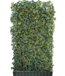 Hecke am laufenden Meter Fertighecken|Heckenpflanzen - ® 'Woerneri' - Efeu, ca. 200 cm Dunkelgrün