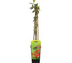 Dehner Kletterpflanzen > Heckenkirsche 'Dropmore Scarlet'
