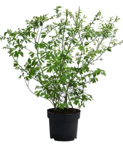 Dehner Heidelbeeren Heidelbeer-Drilling Dunkelblau Online