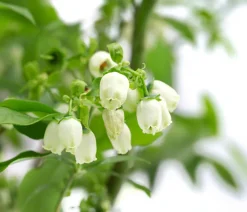 Dehner Heidelbeeren Heidelbeeren|Beerensträucher > Heidelbeer-Drilling