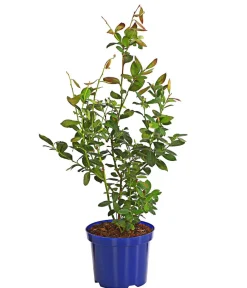 Dehner Heidelbeeren Heidelbeere 'Bonus' Blau Online