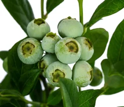 Dehner Heidelbeeren Heidelbeeren|Beerensträucher - Heidelbeere 'Duke' Blau