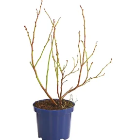Dehner Heidelbeeren Heidelbeeren|Beerensträucher - Heidelbeere 'Duke' Blau
