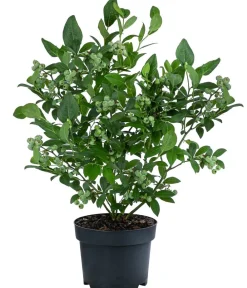 Dehner Heidelbeeren Heidelbeeren|Beerensträucher - Heidelbeere 'Duke' Blau