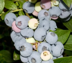 Dehner Heidelbeeren Heidelbeeren|Beerensträucher - Heidelbeere 'Elliot' Blau