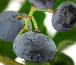 Dehner Heidelbeeren Heidelbeeren|Beerensträucher > Heidelbeere 'Goldtraube'