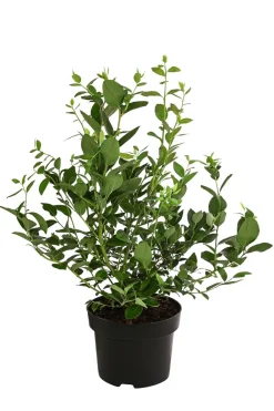 Dehner Heidelbeeren Heidelbeeren|Beerensträucher > Heidelbeere 'Goldtraube'