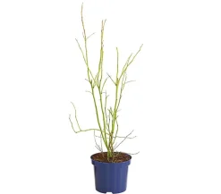 Dehner Heidelbeeren Heidelbeeren|Beerensträucher - Heidelbeere 'Goldtraube' Blau