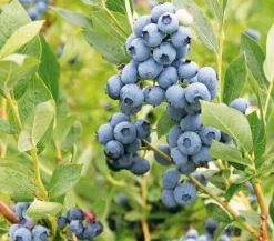 Dehner Heidelbeeren Heidelbeeren|Beerensträucher - Heidelbeere 'Goldtraube' Blau