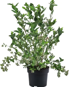 Dehner Heidelbeeren Heidelbeeren|Beerensträucher - Heidelbeere 'Goldtraube' Blau