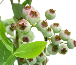 Dehner Heidelbeeren Heidelbeeren|Beerensträucher - Heidelbeere 'Goldtraube' Blau