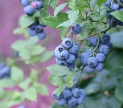 Dehner Heidelbeeren Heidelbeeren|Beerensträucher - Heidelbeere 'Hardyblue' Blau