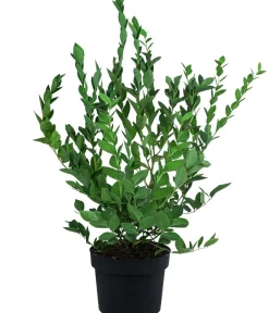 Dehner Heidelbeeren Heidelbeeren|Beerensträucher - Heidelbeere 'Hardyblue' Blau