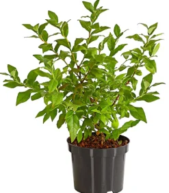Dehner Heidelbeeren Heidelbeeren|Beerensträucher > Heidelbeere 'Hortblue Petite®'
