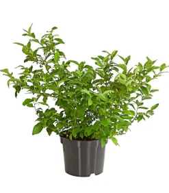 Dehner Heidelbeeren Heidelbeeren|Beerensträucher - Heidelbeere 'Nordländische Bickbeere' Blau