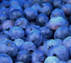 Dehner Heidelbeeren Heidelbeeren|Beerensträucher > Heidelbeere 'Reka®'