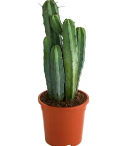 Dehner Heidelbeerkaktus - Myrtillocactus geometrizans Best