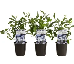 Dehner Heidelbeeren Beeren-Sets|Heidelbeeren > Heidelbeer-Set Blaubeer-Genuss, 3-teilig